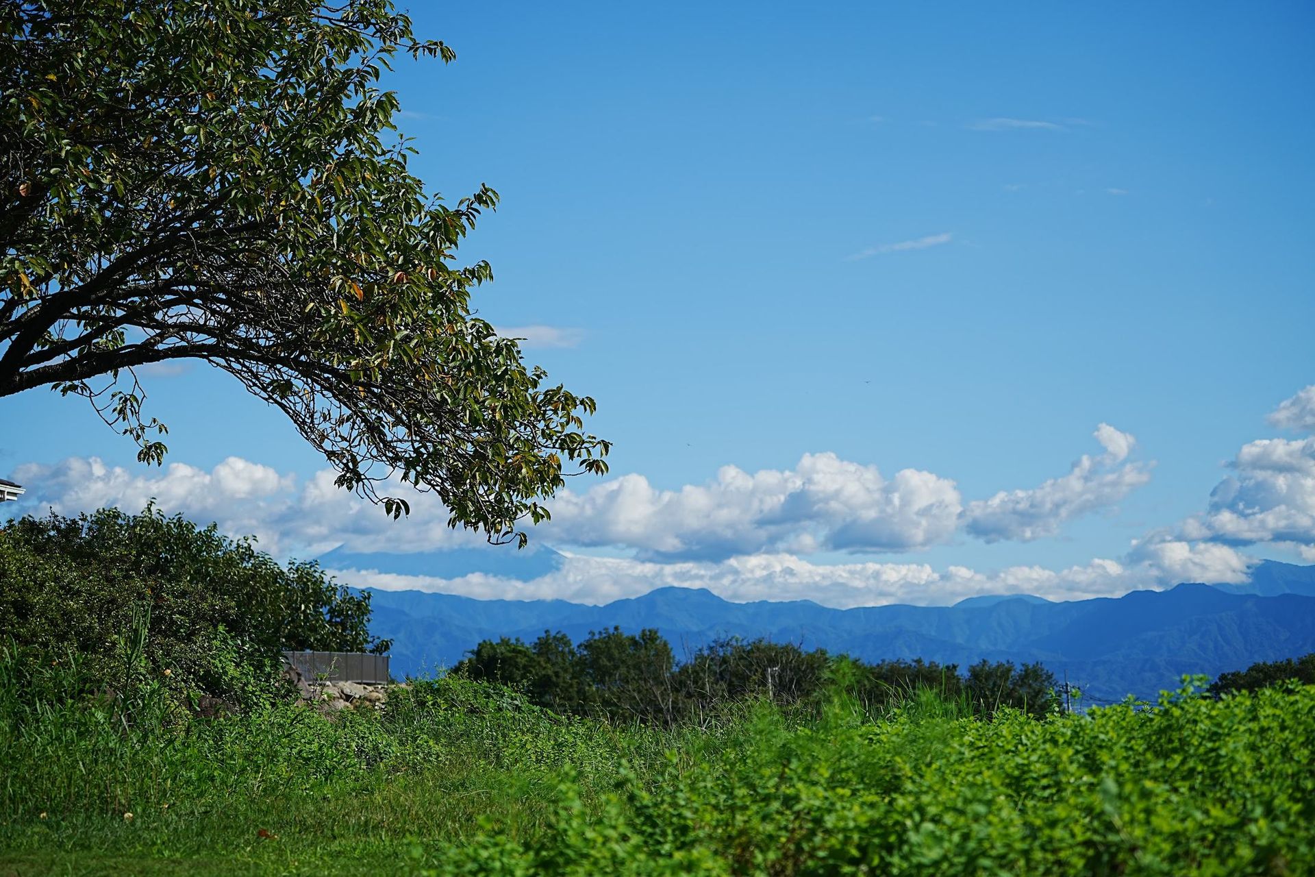 山梨県韮崎市穂坂町の風景。木の枝の向こうに青い空と雲、遠くの山なみ、手前に緑の草地