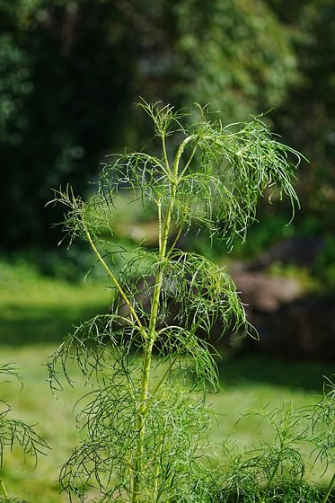 細い葉の草