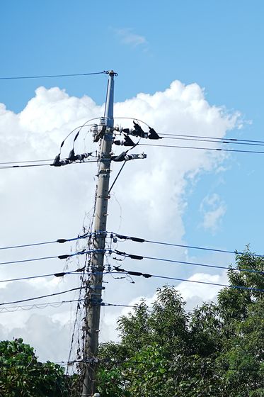 夏の雲と電柱