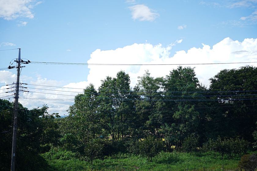 夏の雲と木々